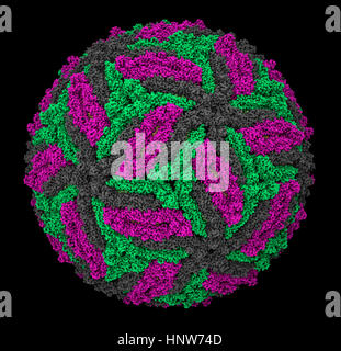 Zika Virus Virion Kapsid Molekülmodell Stockfoto