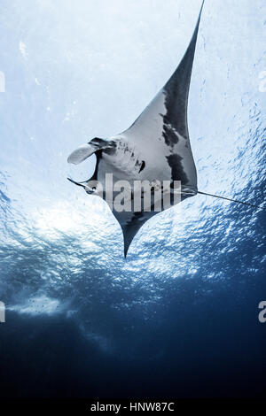 Giant Ocean Manta, Unterwasser-Blick, Socorro, Mexiko Stockfoto