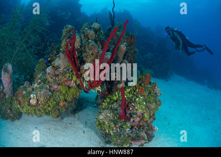 Taucher erkunden unberührte Korallen, Schwämme, bestehend aus hart- und Weichkorallen, Chinchorro Banks, Quintana Roo, Mexiko Stockfoto