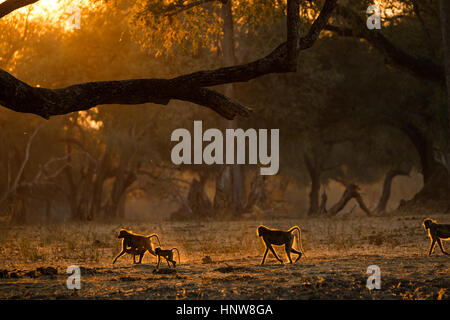 Gruppe von Erwachsenen und Jugendlichen Paviane (Papio Cynocephalus Ursinas), Hintergrundbeleuchtung bei Sonnenuntergang, Mana Pools Nationalpark, Simbabwe Stockfoto