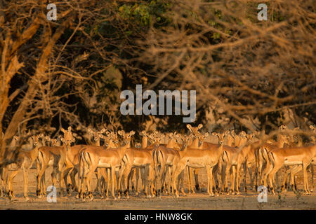 Wachsamen Herde von Impala (Aepyceros Melampus), Mana Pools Nationalpark, Simbabwe Stockfoto