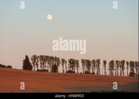 Full Moon rising über einer Reihe von polar Bäumen in der Nähe von Cliffe Dorf, Gravesend, Kent Stockfoto