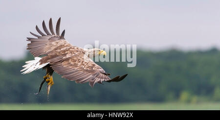 Gehen jagen Seeadler im Flug, Jagender Seeadler Im Flug Stockfoto