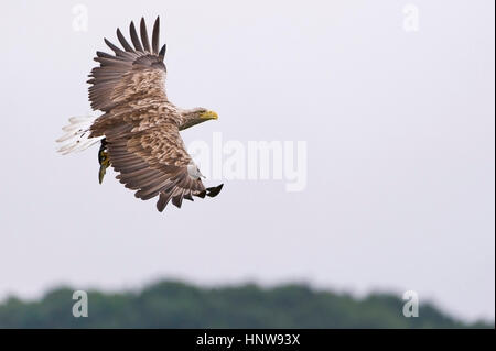 Gehen jagen Seeadler im Flug, Jagender Seeadler Im Flug Stockfoto