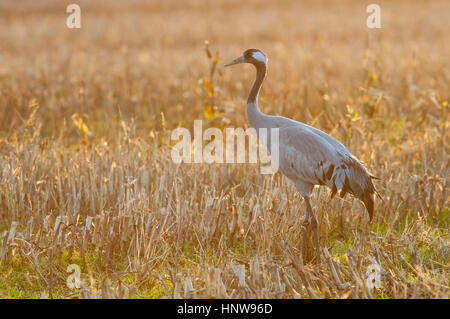 Kran, Vogel des Glücks, Kranich, Vogel des Gluecks Stockfoto