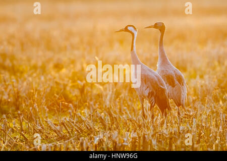 Kran, Vogel des Glücks, Kranich, Vogel des Gluecks Stockfoto