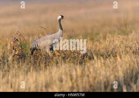 Kran, Vogel des Glücks, Kranich, Vogel des Gluecks Stockfoto