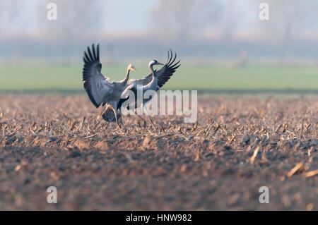 Kran, Vogel des Glücks, Kranich, Vogel des Gluecks Stockfoto