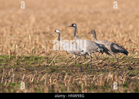 Kran, Vogel des Glücks, Kranich, Vogel des Gluecks Stockfoto