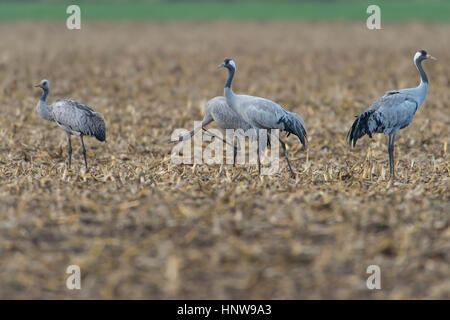 Kran, Vogel des Glücks, Kranich, Vogel des Gluecks Stockfoto