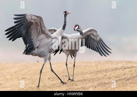 Kran, Vogel des Glücks, Kranich, Vogel des Gluecks Stockfoto