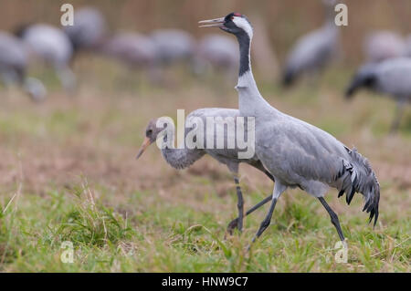 Kran, Vogel des Glücks, Kranich, Vogel des Gluecks Stockfoto