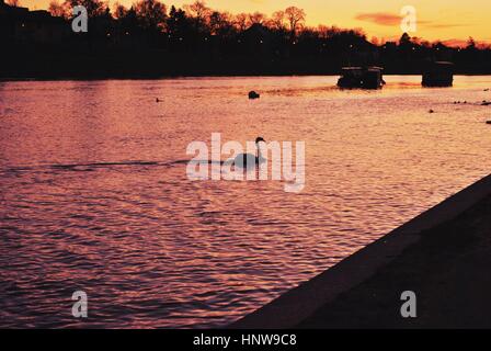 Sonnenuntergang über den Fluss und Schwan, Vistula in Krakau, Polen. Stockfoto