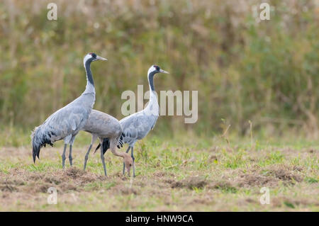 Kran, Vogel des Glücks, Kranich, Vogel des Gluecks Stockfoto