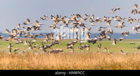 Kran, Vogel des Glücks, Kranich, Vogel des Gluecks Stockfoto