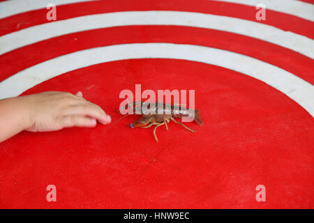 Im Wettbewerb ein Mudbug AKA Crawdad AKA Langusten 2016 Mudbug Wahnsinn Festival in Shreveport, Louisiana Stockfoto