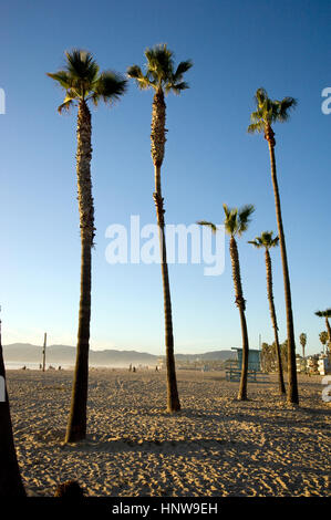 Palmen im Sand in der Nähe der Anlegestelle in Venice Beach, Kalifornien Stockfoto