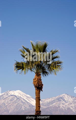 Palme und Berge mit Schnee in der Nähe von Palm Springs, CA USA Stockfoto