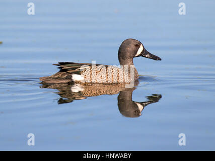 Die Blue-winged Teal ist ein kleines Dümpelfried duck Stockfoto