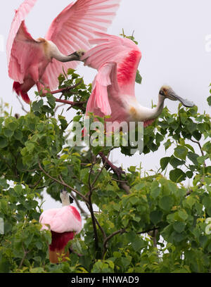 Die rosige Löffler (Platalea Ajaja) Stockfoto