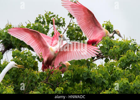 Die rosige Löffler (Platalea Ajaja) Stockfoto