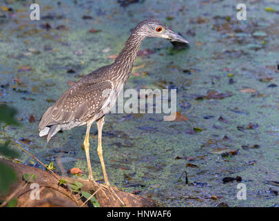 Juvenile Gelb - gekrönte Night-Heron t Stockfoto