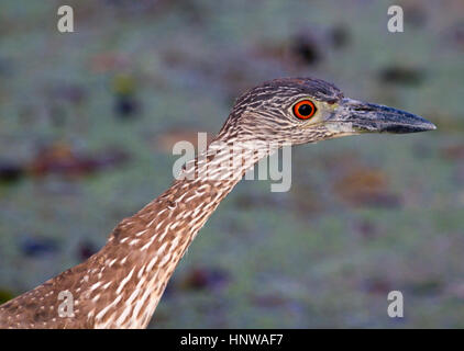 Juvenile Gelb - gekrönte Night-Heron portrait Stockfoto