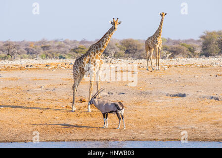 Giraffe und Oryx-Antilopen zu Fuß im Busch. Wildlife Safari im Etosha National Park, berühmt Reiseziel in Namibia, Afrika. Stockfoto