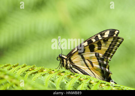 Western Tiger Swallowtail, auch bekannt als der amerikanische Swallowtail oder pastinake Schwalbenschwanz ruht auf einem fern Stockfoto