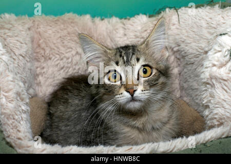 Schwarz tan und cremefarbenen tabby Kitten überrascht die Verlegung in ein Schaf haut Bett groß Gelb Grün braune Augen weit offen Stockfoto