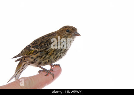 Die Kiefer Erlenzeisig, Spinus Pinus, ein nordamerikanischer Vogel in der Familie Fink thront auf menschliche Finger isoliert auf weiss, Profil-Seitenansicht Stockfoto