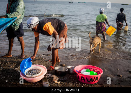 Frauen waschen Fisch und Küchengeräte, Port, das Fischerdorf Litari, Rusinga Island, Lake Victoria, Kenia, Afrika Stockfoto