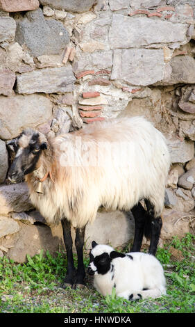 Mutterinstinkt. Schaf und Lamm Stockfoto