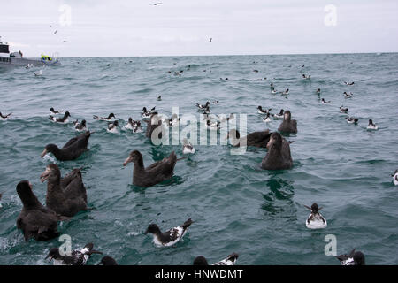 Nördlichen Riesen Sturmvögel Fischleber welche Vogelbeobachter von Albatros zu begegnen suchen werfen Sie über Bord, Seevögel auf den Pazifischen Ozean zu gewinnen. Stockfoto