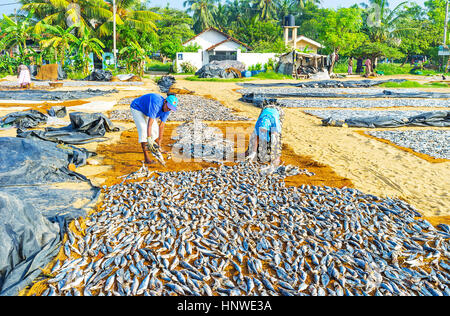 NEGOMBO, SRI LANKA - 25. November 2016: Die Frauen legen die getrockneten Fische auf Sackleinen am Sandstrand der Lagune, auf 25 November in Negombo. Stockfoto