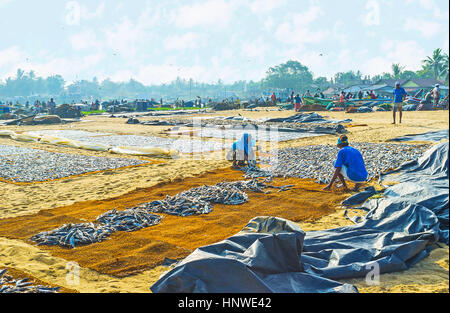 NEGOMBO, SRI LANKA - 25. November 2016: Der Hafen ist voll von Fischer und Beschäftigte im Fisch Trocknung, am 25 November in Negombo. Stockfoto