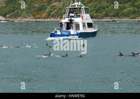 Organisiert von Dolphin Encounter Touristen Schwimmen mit Dusky Delphine im Pazifischen Ozean in der Nähe von Kaikoura in Neuseeland. Stockfoto