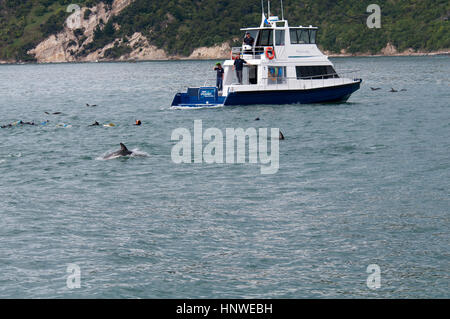 Organisiert von Dolphin Encounter Touristen Schwimmen mit Dusky Delphine im Pazifischen Ozean in der Nähe von Kaikoura in Neuseeland. Stockfoto