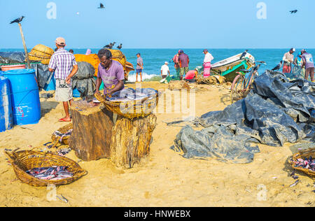 NEGOMBO, SRI LANKA - 25. November 2016: Der Mann schneidet der Drückerfisch auf den Stumpf als Mähwerk, stehend am sandigen Strand von Fischerei por Stockfoto