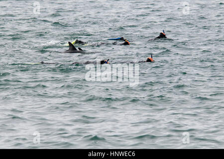 Organisiert von Dolphin Encounter Touristen Schwimmen mit Dusky Delphine im Pazifischen Ozean in der Nähe von Kaikoura in Neuseeland.  Dolphin Begegnung Fährt T Stockfoto