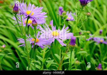 Aster x Frikartii Monch Michaelmas Daisy Flowers Stockfoto