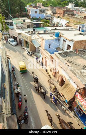 Agra, Indien - 2. Oktober 2014: Menschen und Kühe auf der Straße des Taj Ganj auf 2. Oktober 2014, Agra, Indien. Stockfoto