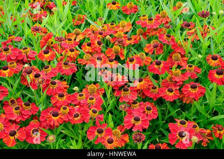 Helenium Rubinzwerg Sneezeweed oder Helens Blumen Stockfoto