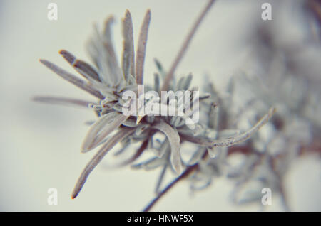 Nahaufnahme von Lavendel im Winter bei Schnee Stockfoto