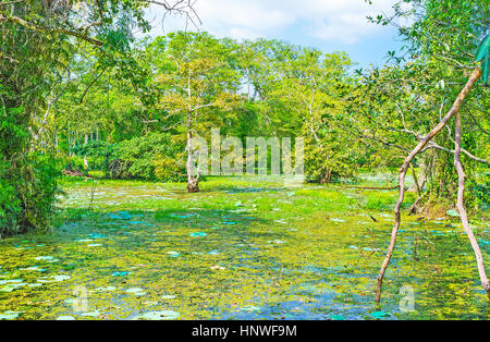 Die Süßwasser-Sumpfwälder Sri Lankas bilden einzigartige Ökosysteme, interessantes zu entdecken, Nisala Sewana Park. Stockfoto