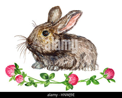 Graue flauschige Hasen (Kaninchen) Standortwahl mit Klee Blumen Dekoration, isolierte Hand gemalt naturalistischen Aquarell Abbildung Stockfoto