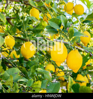 Quadratisches Bild des spanischen Zitronen Nahaufnahme hängen von einem Baum, Schuss mit einer selektiven Fokus auf Kopie Werbefläche Stockfoto