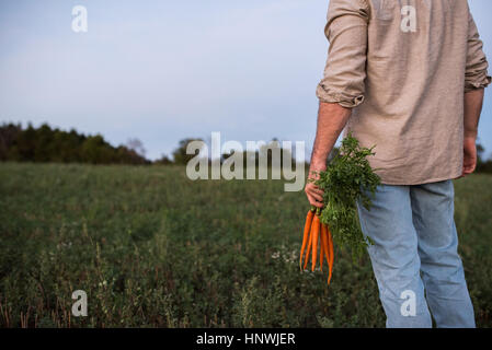 Bauer im Feld stehen, halten Bündel von frisch gepflückten Karotten, Mittelteil, Rückansicht Stockfoto