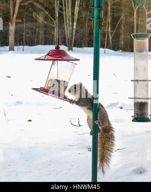 Eichhörnchen klettern Bird Feeder im Winter Stockfoto