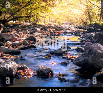 Der Flatbrook-Fluss im Staatswald Stokes, NJ, fließt langsam entlang der Felsen und Herbst Blätter beleuchtet durch das weiche Licht der Sonne Stockfoto